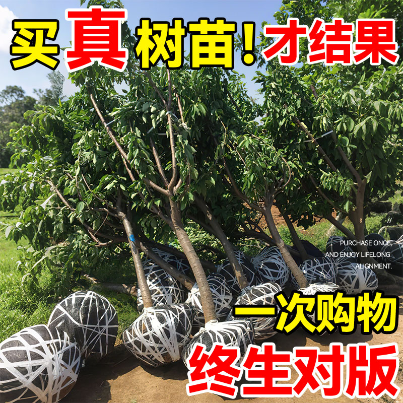 【假一赔十】包对版车厘子果树苗图片