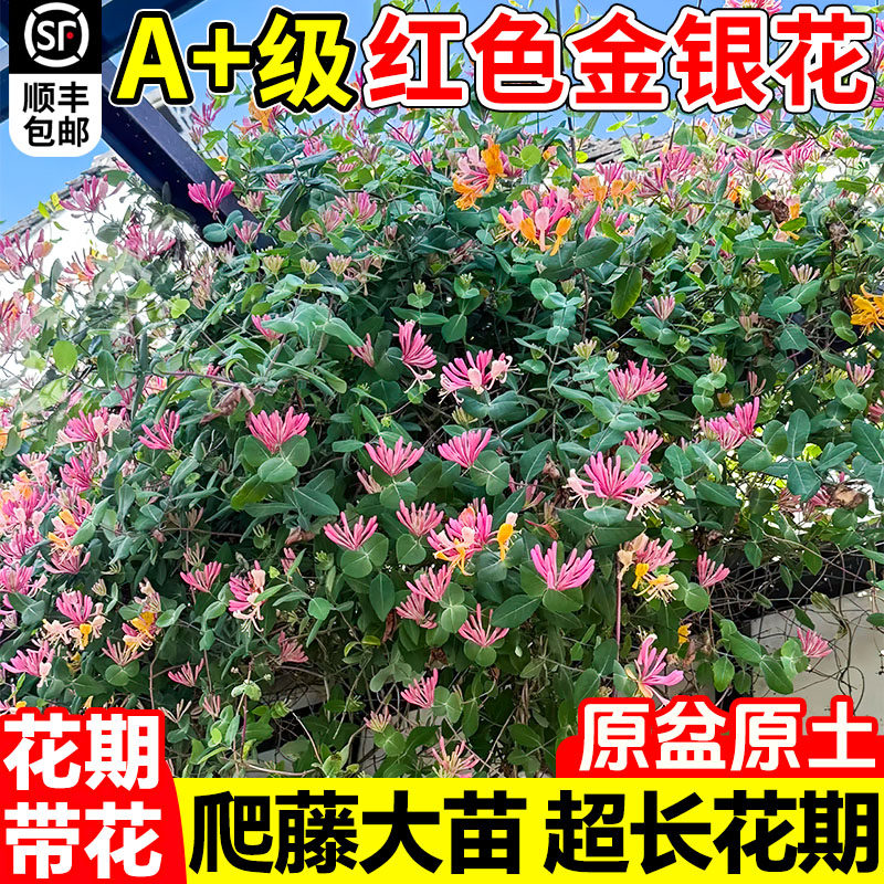 可食用金银花树苗浓香红花卉盆栽阳台庭院四季爬藤植物老桩带花苞