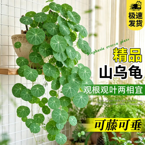 山乌龟金不换植物盆栽红藤圆叶