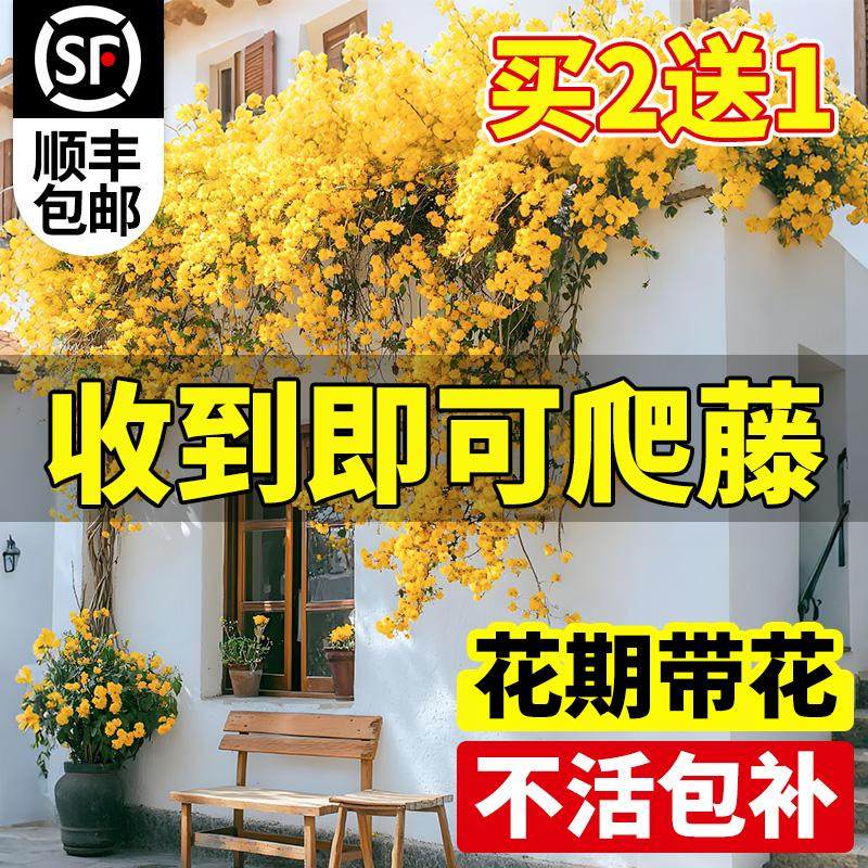 黄木香花苗爬藤植物庭院花卉图片