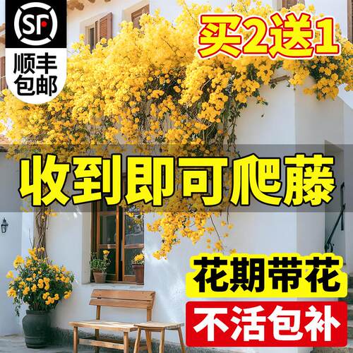 黄木香花苗爬藤植物庭院花卉盆栽重瓣红木香树苗无刺蔷薇花苗好养