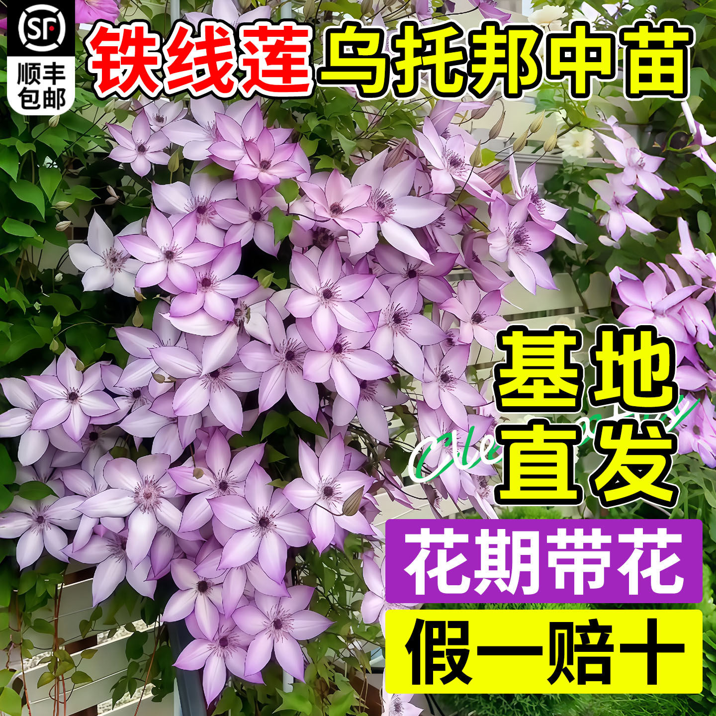 铁线莲银币中苗带花苞爬藤绿植物倒影庭院耐寒花卉盆栽室内外阳台