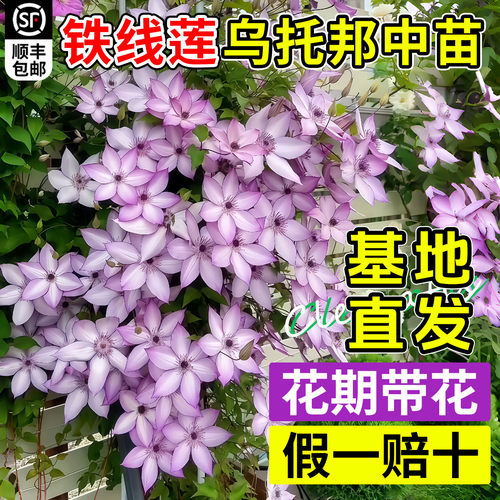铁线莲银币中苗带花苞爬藤植物