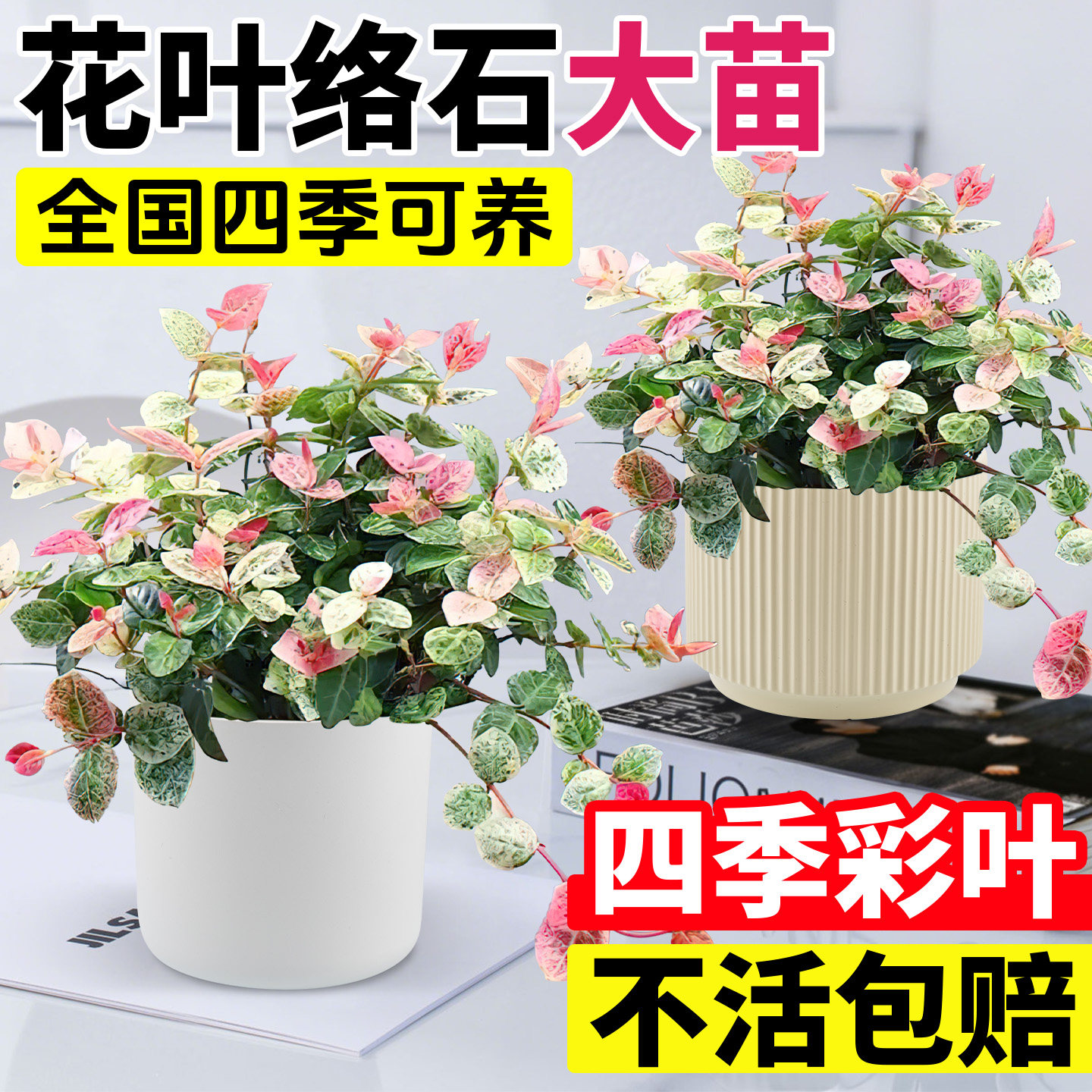 花叶络石盆栽办公室内四季好养图片
