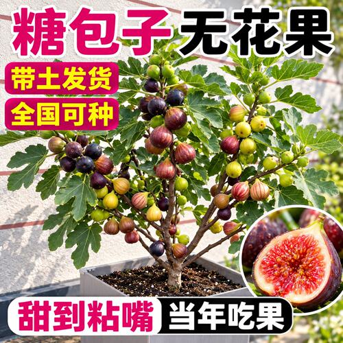 波姬红无花果树果苗原盆原土盆栽