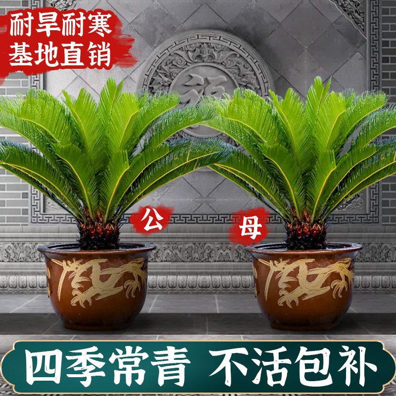 铁树盆栽树苗公母一对特大号门口大型绿植苏铁小树苗盆景老桩地栽图片
