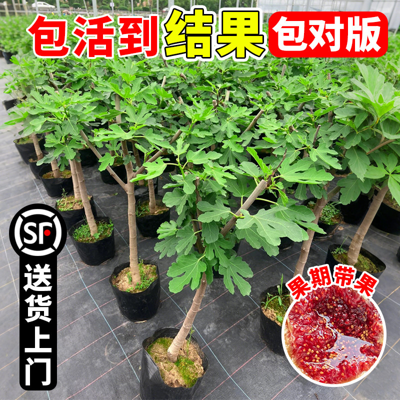 无花果树果苗特大果盆栽四季果树图片