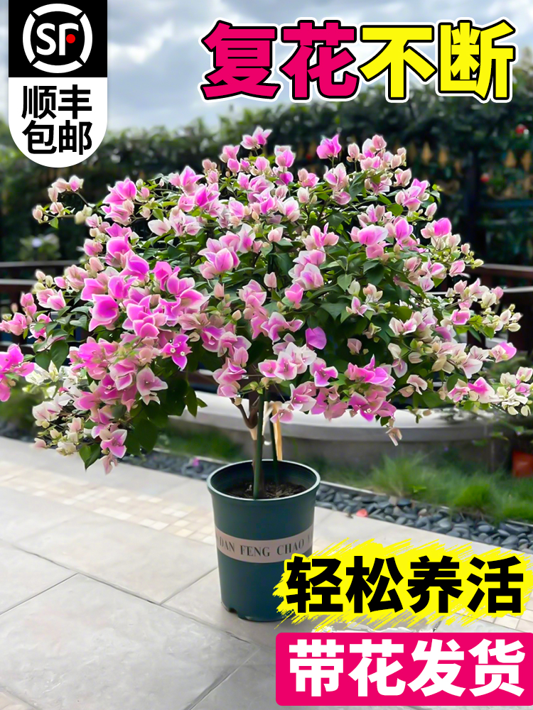 重瓣三角梅四季老桩特大号爬藤苗小苗绿樱三角梅盆栽带花树苗花卉