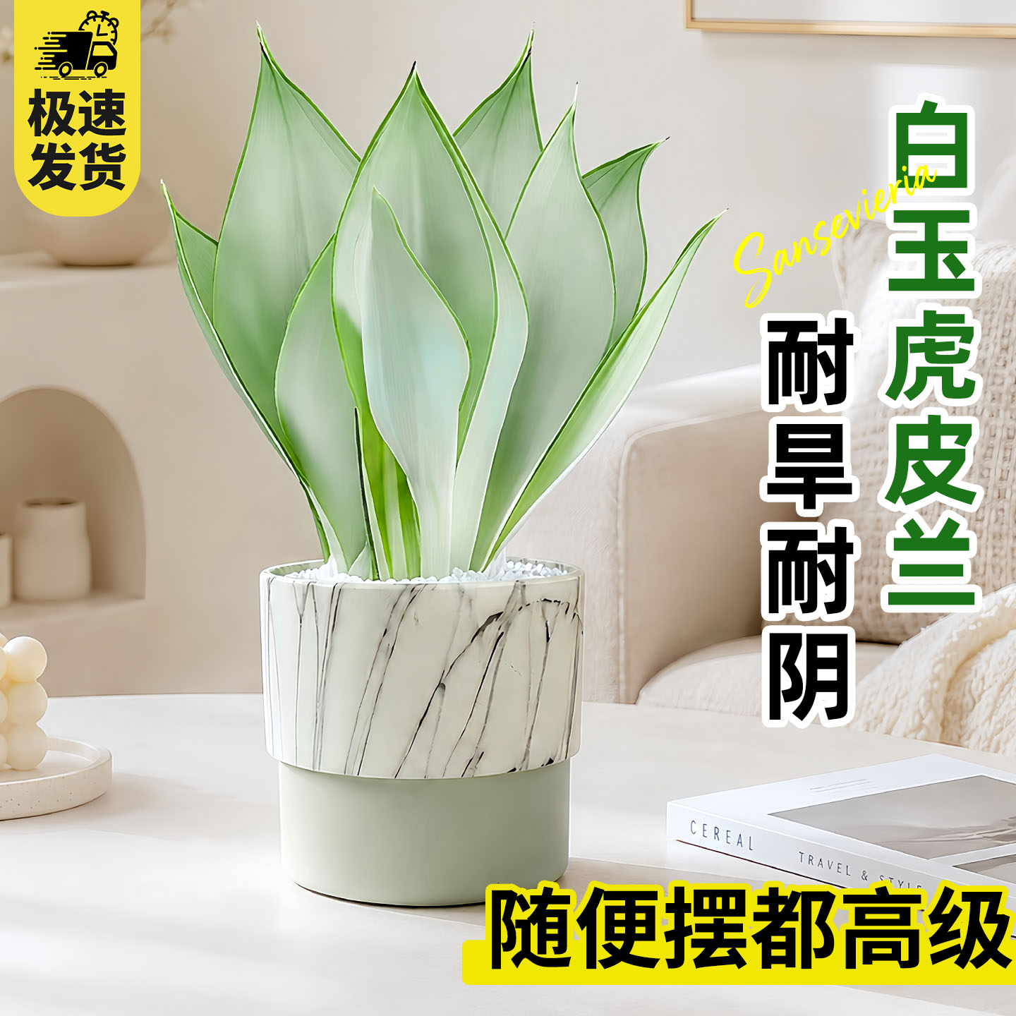 白玉虎皮兰盆栽室内花卉绿植图片