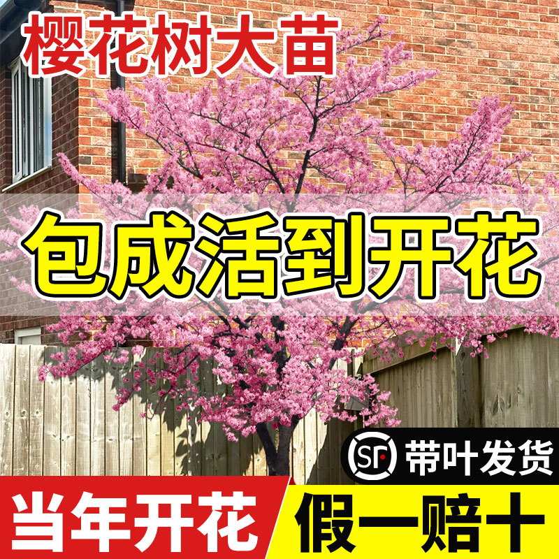 四季樱花树苗庭院大树盆栽云南重瓣晚樱树苖日本花卉绿植室外嫁接