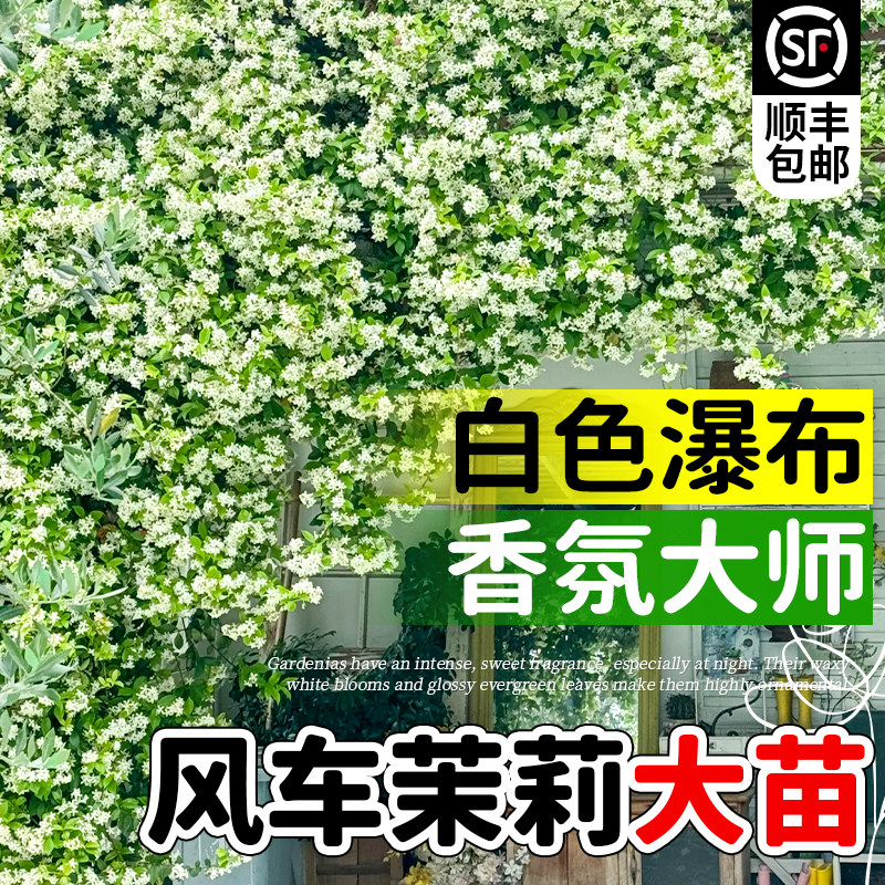 白色风车茉莉爬藤植物大苗老桩图片