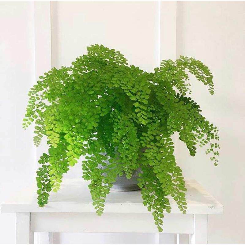 铁线蕨器蕨类植物铁线盆栽花绿耐德国人飞雪花阴蔓植舞柔情银币与