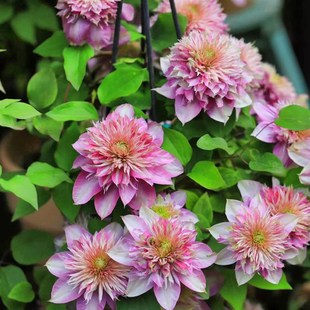 针皇 帅帅花卉园艺 重瓣花量大盆栽阳台庭院花柱耐热强多年生绿植