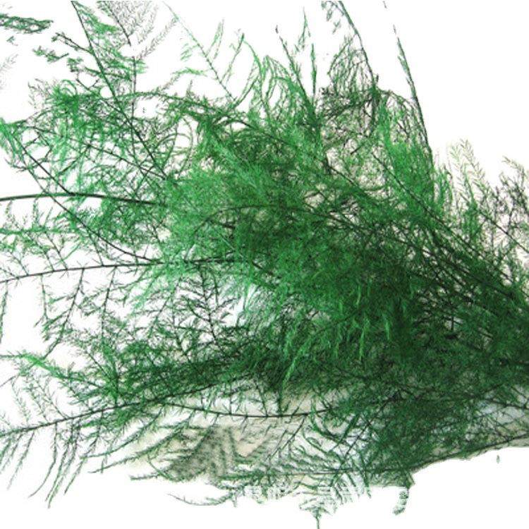 永生花保鲜花文竹DIY花材装饰刺天冬云竹清新儒雅风,家居饰品,餐桌花艺,淘宝优惠券,粉丝福利购,淘宝优惠卷