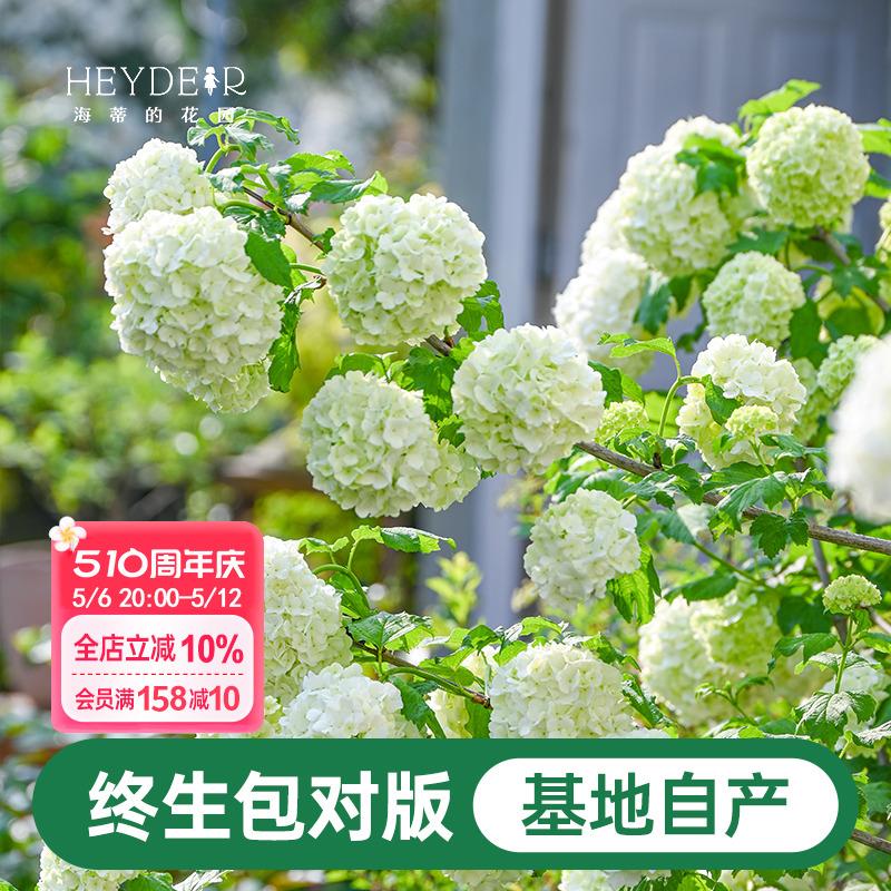 海蒂的花园欧洲木绣球花卉植物庭院露台庭院盆栽树苗耐寒绣球花苗