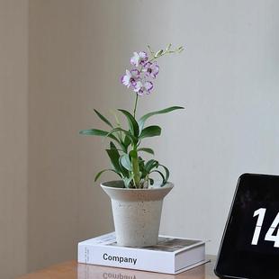 泼墨石斛兰粉黛秋石斛带花苞室内办公室桌盆栽花卉带香味四季开花