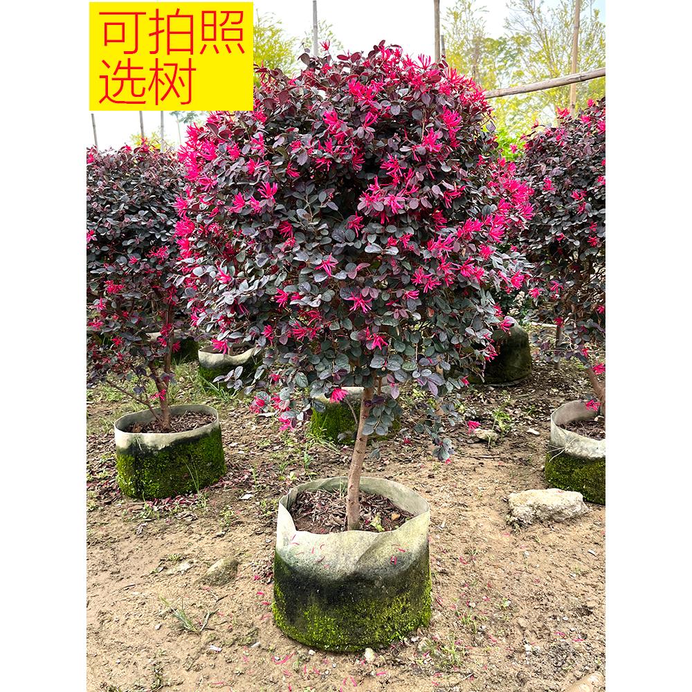 春节红继木盆栽红花木球苗老桩盆景庭院园林绿化工程苗阳台楼顶