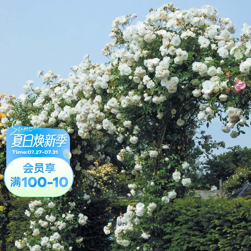 海蒂的花园藤冰山藤本月季春天花量大拱门花墙植物盆栽花苗