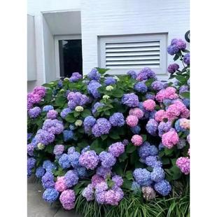 绣球花盆栽带花苞无尽夏绣球花苗四季开阳台庭院多年生花木本绿植