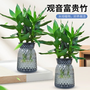 水培观音竹富贵竹水培植物花卉绿植绿萝室内盆栽转运 两盆划算