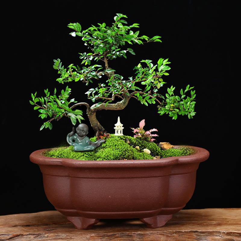 宜兴紫砂花盆精品四方椭圆桌面假山盆景兰草多肉菖蒲阳台家用包邮