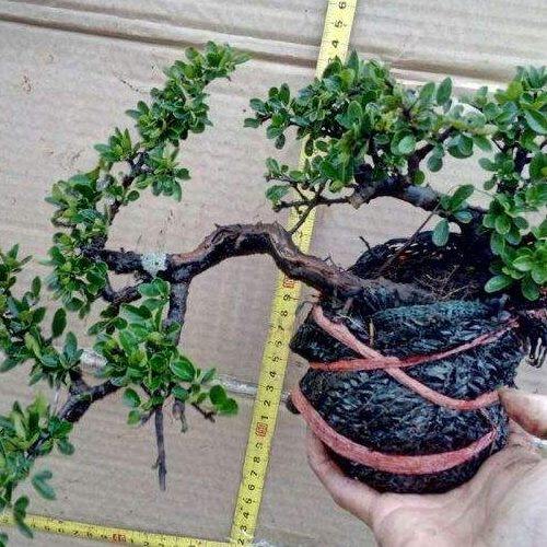 铁马鞭黑刺树桩绿植盆景红花白花荀子阳台盆景素材直播专拍链接