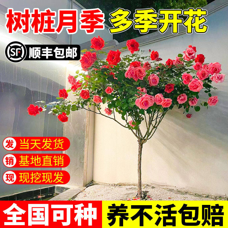 棒棒糖月季花苗玫瑰花树苗四季开花树桩月季特大花浓香型树状月季