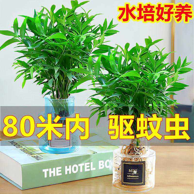 驱蚊神器 四季常青 清香驱蚊竹 易活植物盆栽绿植室内花卉客厅房