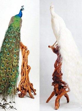 雀标本天孔雀然孔雀摆真羽毛孔标本仿真孔雀底座白孔件HHX雀标本
