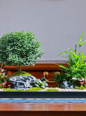 达摩物小叶九里香微式景观室内办公四室绿植盆RKR栽季常青意境中