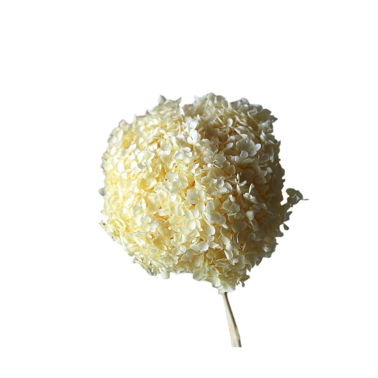 绣球花永TLBY003生花花干厂家安绣球大叶木绣球花瓣DIY婚庆软娜装,家居饰品,餐桌花艺,淘宝优惠券,粉丝福利购,淘宝优惠卷