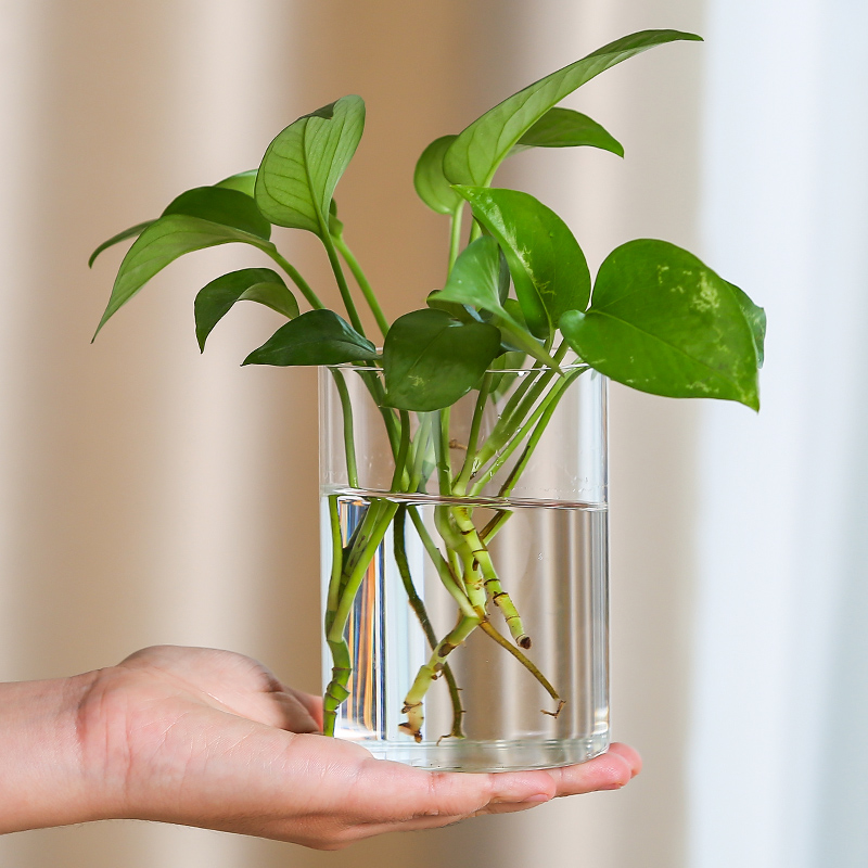 桌面盆栽玻璃小花瓶摆件客厅插花水养直筒高级感迷你花器摆件