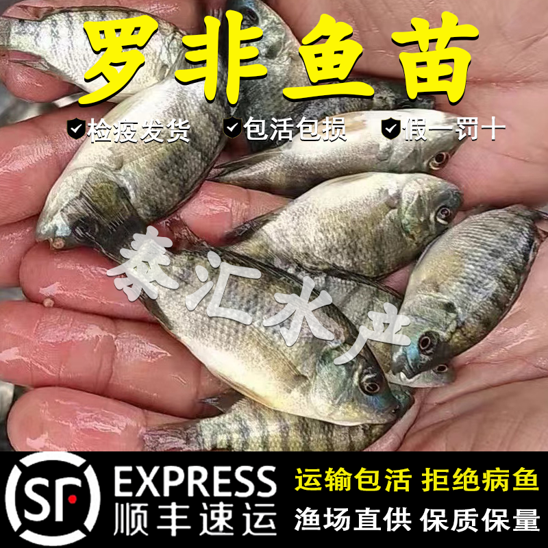 罗非鱼苗新吉富雄性罗非鱼苗食用活鱼苗特大脆肉罗非鱼苗淡水养殖