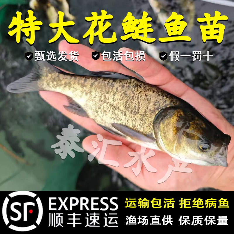 花鲢鱼苗淡水养殖半斤鲢鳙鱼苗大胖头鱼草鱼四大家鱼大头花鲢鱼苗