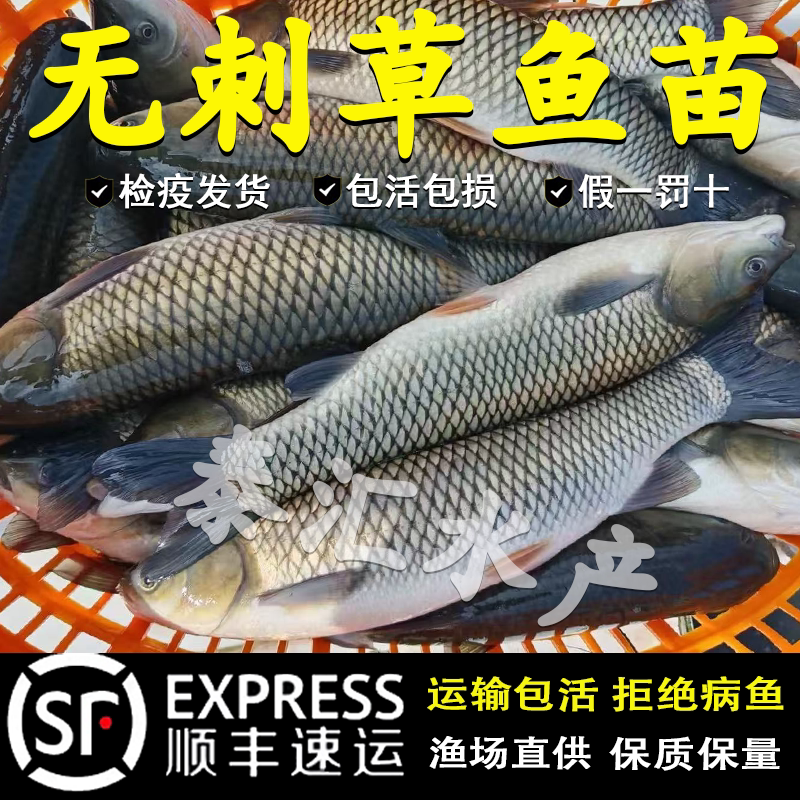 无刺草鱼鱼苗淡水养殖食用半斤特大半斤无刺草鱼苗批发无刺草鱼苗
