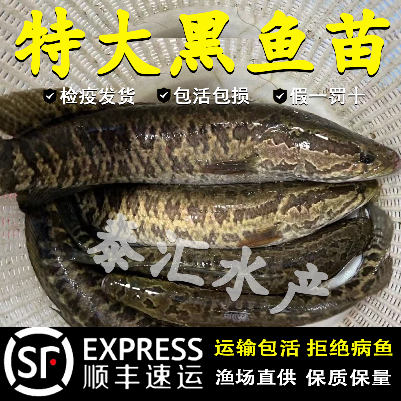 黑鱼苗淡水养殖食用好养乌鳢生财鱼苗活体冷水观赏鱼小批发乌鱼苗