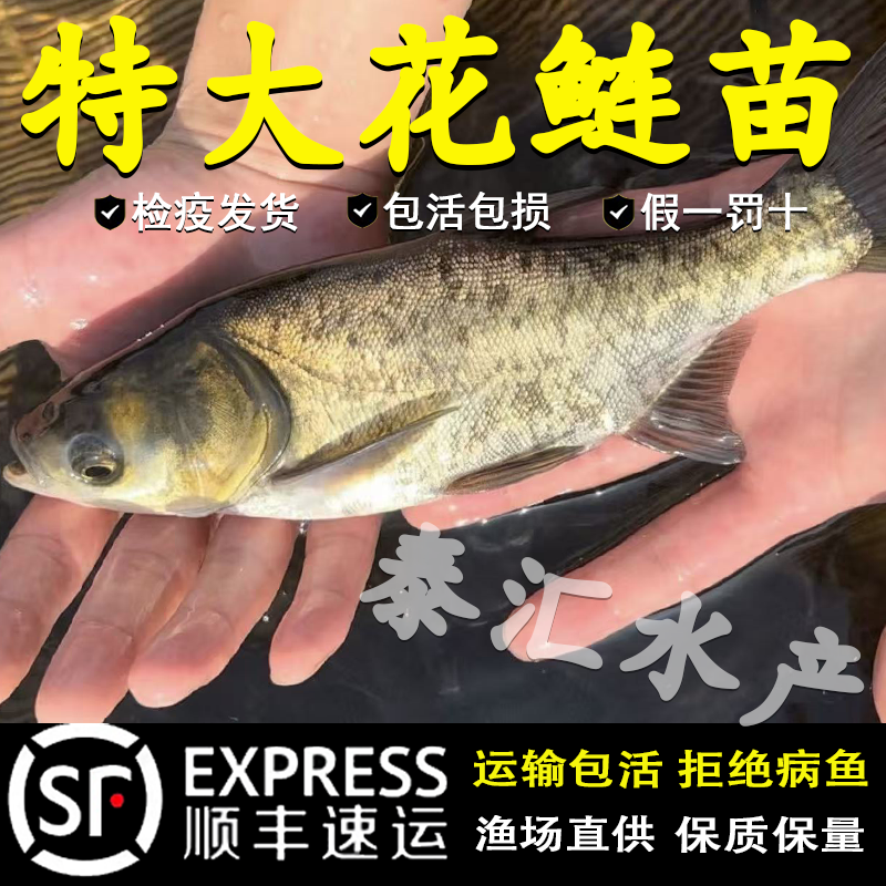 花鲢鱼黑鳙鱼胖头鱼苗大头鱼苗雄鱼活体淡水食用养殖包活特大花鲢