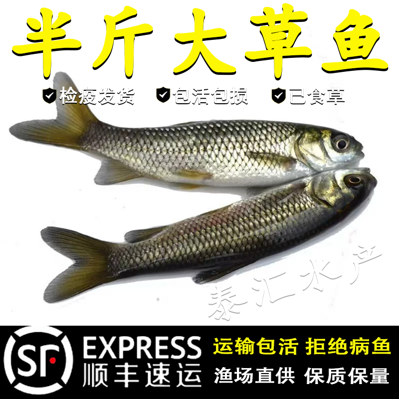 草鱼鱼苗淡水养殖食用半斤特大草鱼苗批发食蚊鱼小草鱼耐活草鱼苗