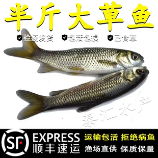 草鱼鱼苗淡水养殖食用半斤特大草鱼苗批发食蚊鱼小草鱼耐活草鱼苗