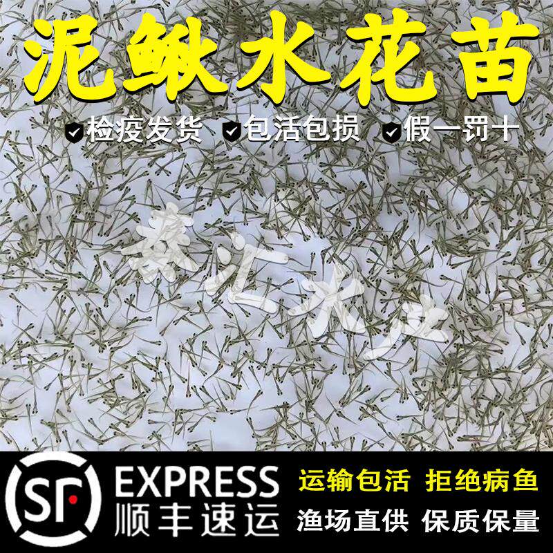 本地泥鳅水花淡水养殖台湾泥鳅水花苗圆头青鳅鱼苗金鳅泥鳅水花苗