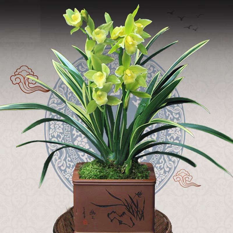 名贵兰花（绿宝石）金边叶艺花卉盆栽浓香型蕙兰送花盆现不带花苞