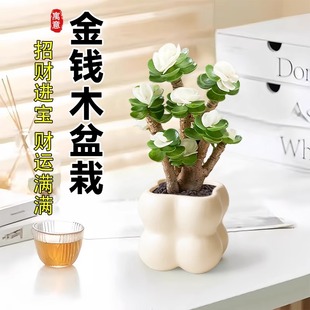 好养活花卉 多肉植物金钱木盆栽老桩招财树办公室桌面绿植懒人四季