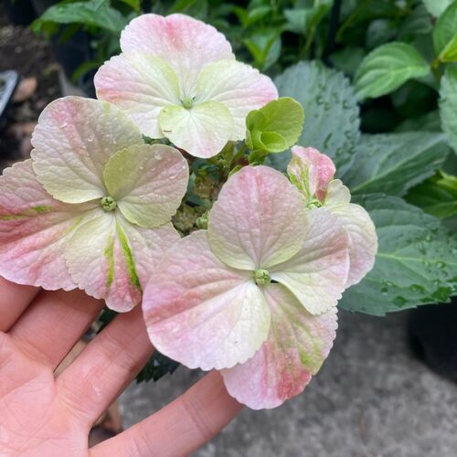 绣球粉色落跑新娘盆栽苗庭院阳台爬藤花卉多年生耐热W美观好养花