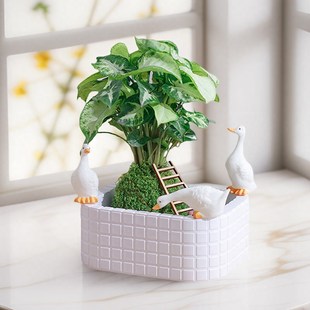 水培植物微景观桌面小盆栽办公A室内家养四季绿植净化空气懒人好