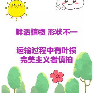 油画丹霞*彩叶芋除甲醛防v辐射净化空气好养热植阳台阳光房办公室