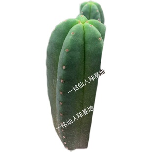 短刺毛花柱仙人柱无刺开花美观 室内G庭院景观创意观赏植物防辐射