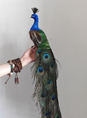 仿真孔雀节日礼品家具摆件Mins风真羽毛