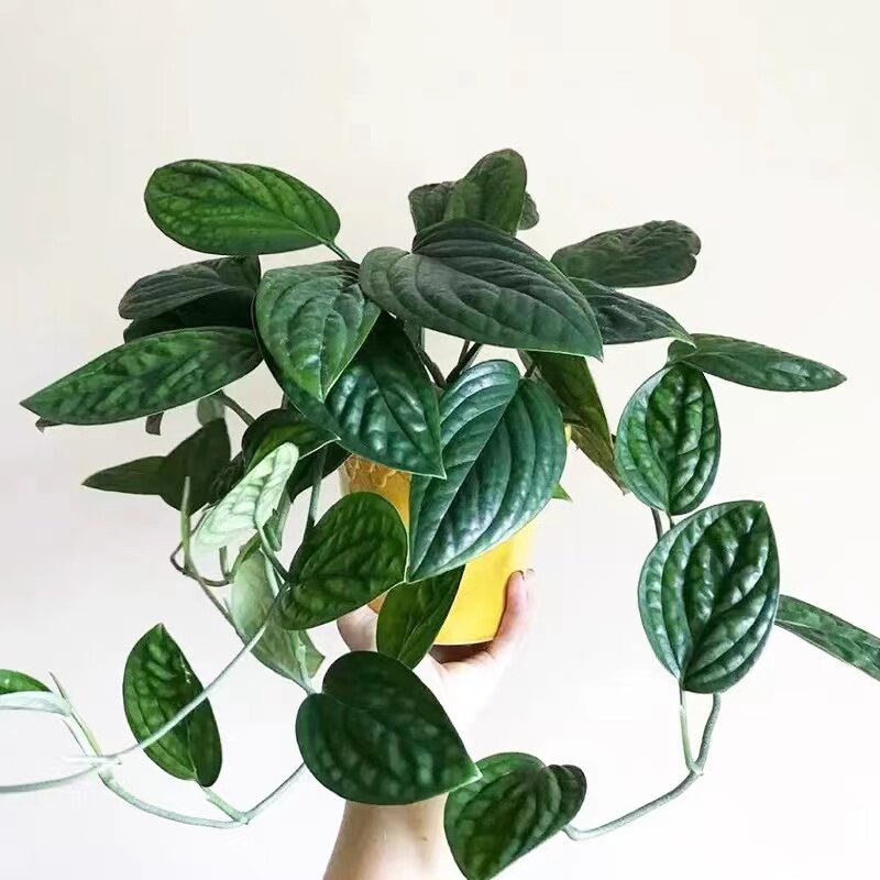 泰国黄金葛秘鲁龟背盆栽 ins风室内爬藤垂V吊植物皱叶龟背