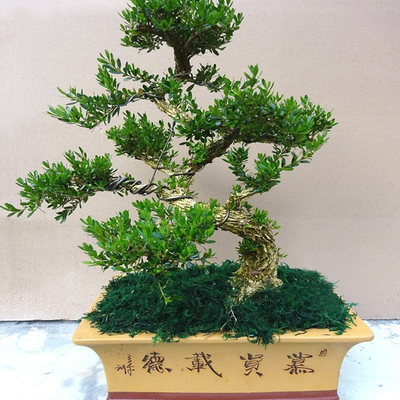 老桩造型珍珠黄杨k盆景植物室内树桩盆栽大型盆景树桌面绿植客厅