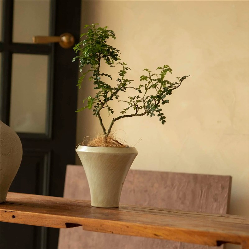 诗与自然 清香木j胡椒木香味植物盆栽小众ins风四季常绿植盆景